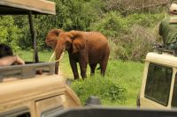 Safari im Tarangire Nationalpark