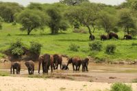 Safari im Tarangire Nationalpark