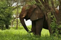 Safari im Tarangire Nationalpark