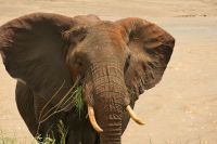 Safari im Tarangire Nationalpark