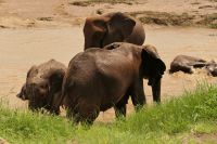 Safari im Tarangire Nationalpark