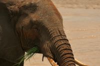 Safari im Tarangire Nationalpark