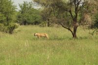 Safari im Tarangire Nationalpark