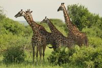Safari im Tarangire Nationalpark
