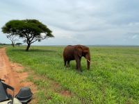Safai im Tarangire Nationalpark