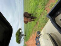 Safai im Tarangire Nationalpark