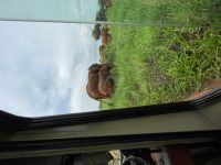 Safai im Tarangire Nationalpark