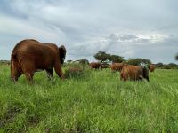 Safai im Tarangire Nationalpark