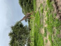 Safai im Tarangire Nationalpark