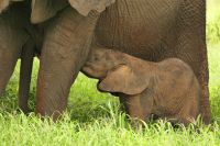 Safai im Tarangire Nationalpark