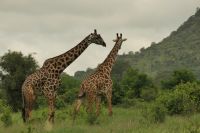 Safai im Tarangire Nationalpark