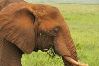 Safai im Tarangire Nationalpark