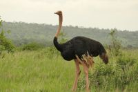 Safai im Tarangire Nationalpark