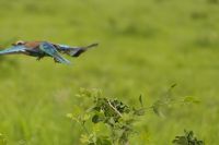 Safai im Tarangire Nationalpark