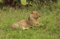 Safai im Tarangire Nationalpark