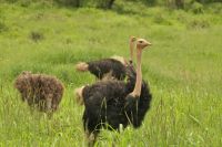 Safai im Tarangire Nationalpark