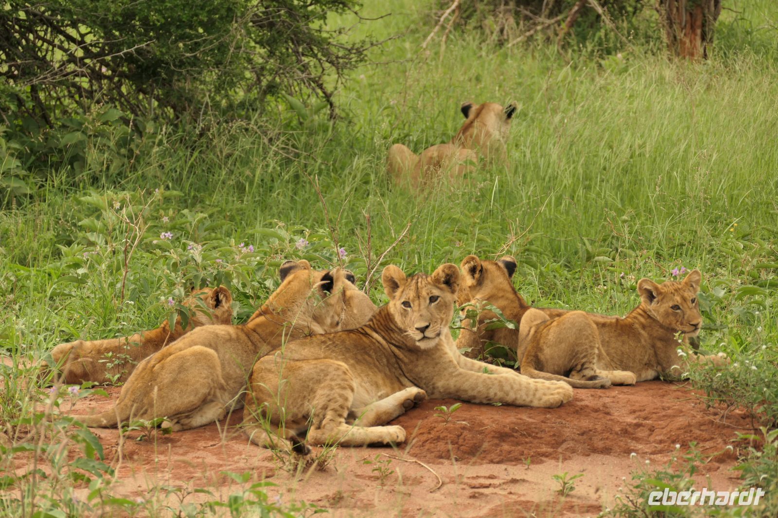 Safai im Tarangire Nationalpark