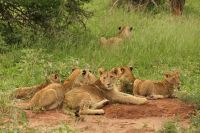 Safai im Tarangire Nationalpark