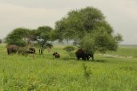 Safai im Tarangire Nationalpark