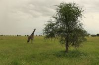 Safai im Tarangire Nationalpark