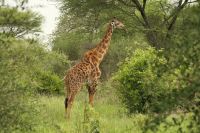 Safai im Tarangire Nationalpark