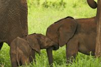 Safai im Tarangire Nationalpark