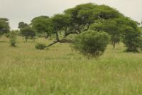 Safai im Tarangire Nationalpark