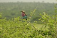 Safai im Tarangire Nationalpark