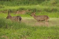 Safai im Tarangire Nationalpark