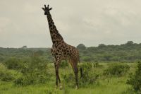Safai im Tarangire Nationalpark