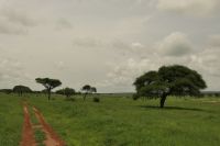 Safai im Tarangire Nationalpark