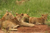 Safai im Tarangire Nationalpark