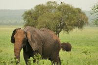 Safai im Tarangire Nationalpark