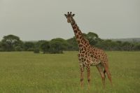 Safai im Tarangire Nationalpark