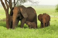Safai im Tarangire Nationalpark