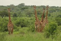 Safai im Tarangire Nationalpark