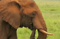 Safai im Tarangire Nationalpark