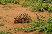 Safai im Tarangire Nationalpark