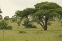 Safai im Tarangire Nationalpark