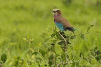 Safai im Tarangire Nationalpark