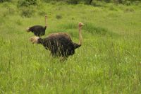 Safai im Tarangire Nationalpark