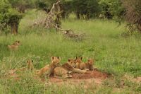 Safai im Tarangire Nationalpark