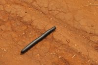 Safai im Tarangire Nationalpark