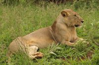 Safai im Tarangire Nationalpark