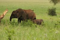 Safai im Tarangire Nationalpark