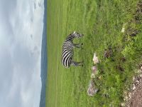 Safari im Ngorogoro Krater