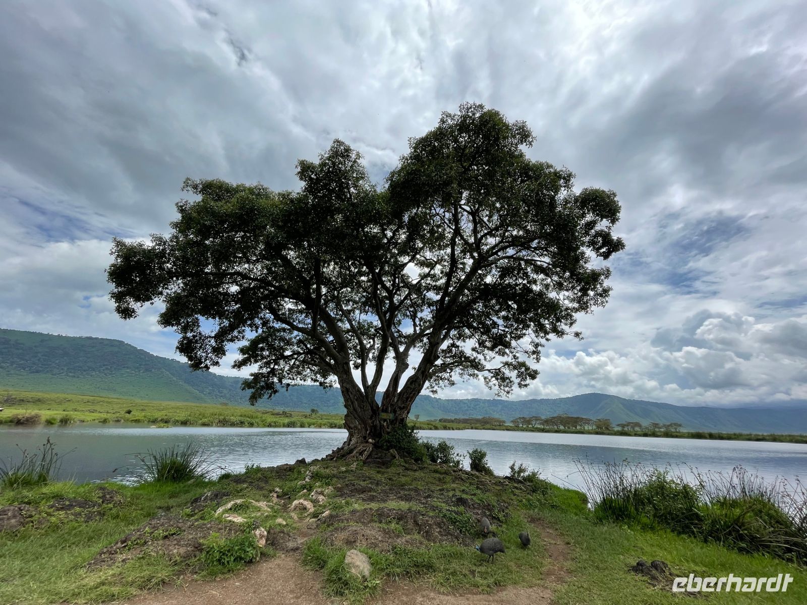 Safari im Ngorogoro Krater