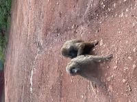 Safari im Ngorogoro Krater