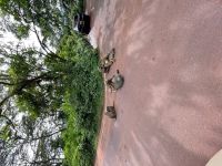 Safari im Ngorogoro Krater