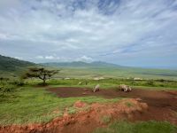 Safari im Ngorogoro Krater